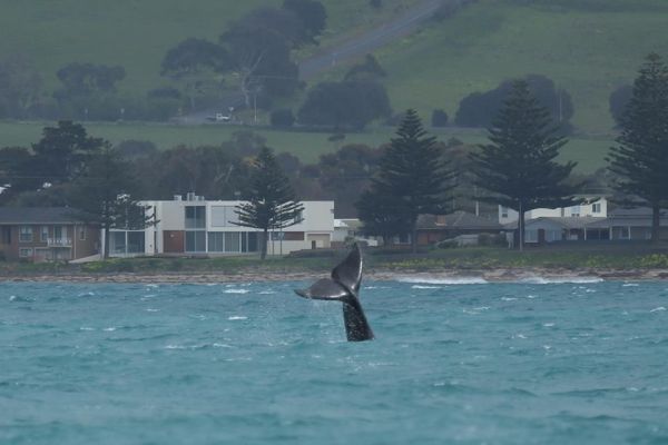 whale watching on the big duck in victor harbor