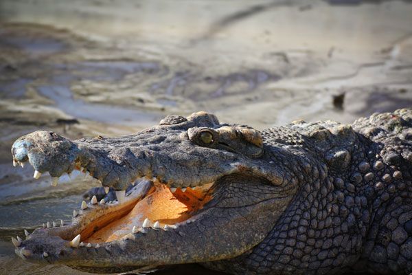 crocodile at Urimbirra Wildlife Park